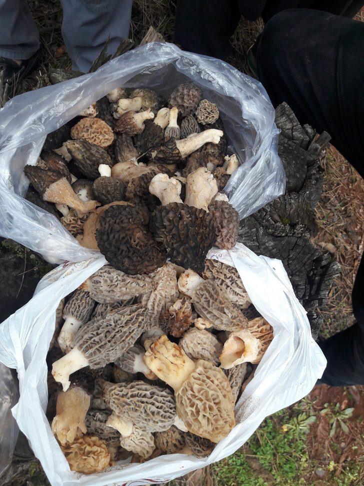 Altın değerinde mantar: Kuzugöbeği  G3