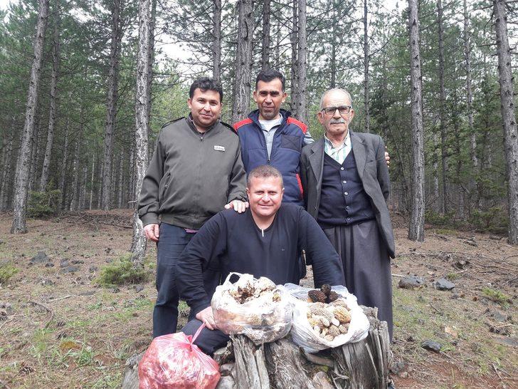 Altın değerinde mantar: Kuzugöbeği  G4