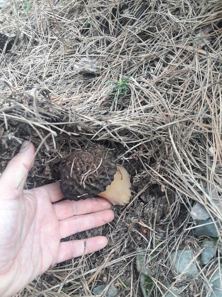 Altın değerinde mantar: Kuzugöbeği  G5