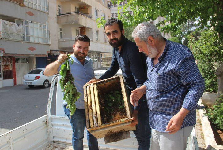 Kovanını terk eden bal arıları mahalleyi istila etti G2