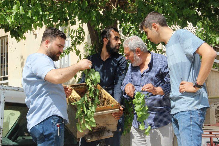 Kovanını terk eden bal arıları mahalleyi istila etti G3