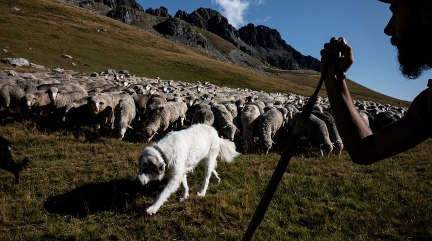 Öğrenci sayısı azaldı diye 15 koyunu okula kaydettiler