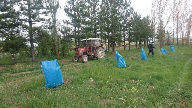 Aslanapa’da mezarlık temizleme ve ilaçlama çalışmaları