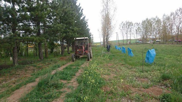 Aslanapa’da mezarlık temizleme ve ilaçlama çalışmaları