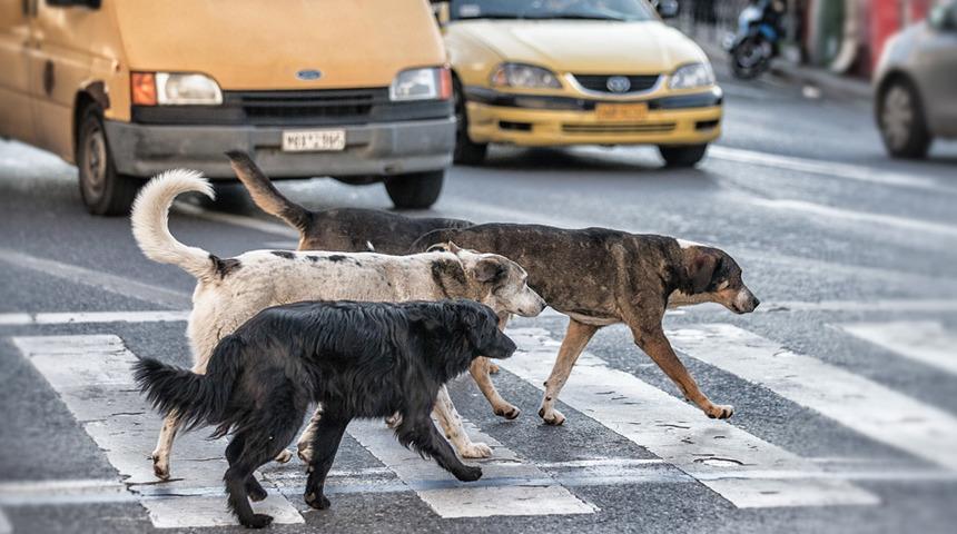K&ouml;pek Saldırdığında Nasıl Davranmalısınız?