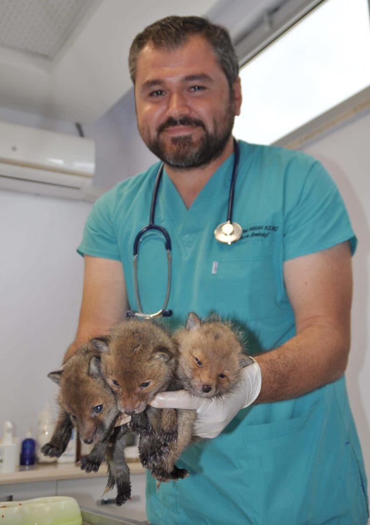 Annelerinin terk ettiği yavru tilkiler koruma altına alındı G3