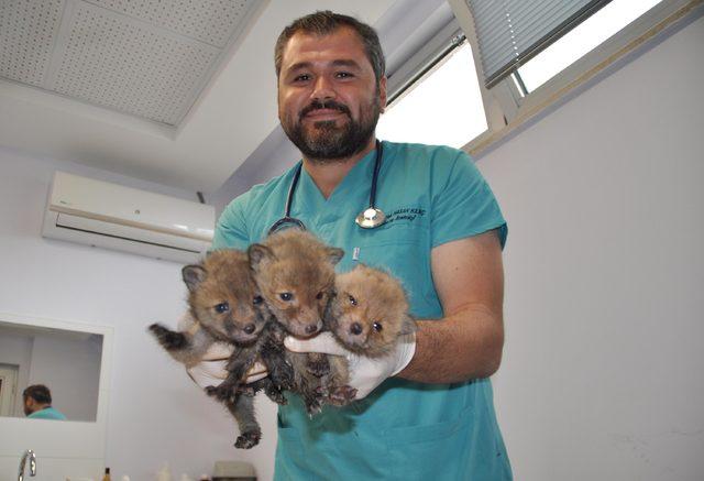 Bitkin bulunan 3 yavru tilki korumaya alındı