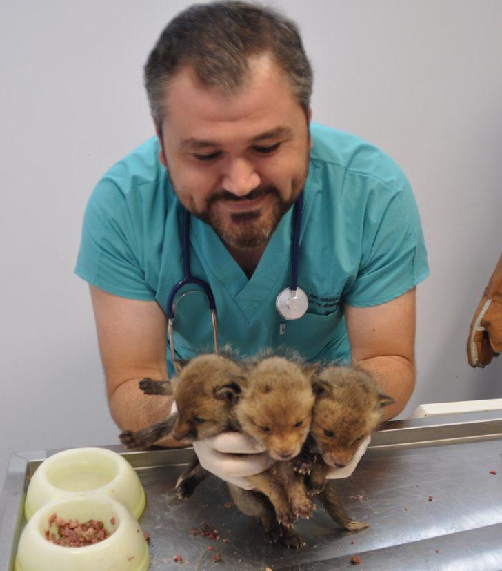 Annelerinin terk ettiği yavru tilkiler koruma altına alındı G1