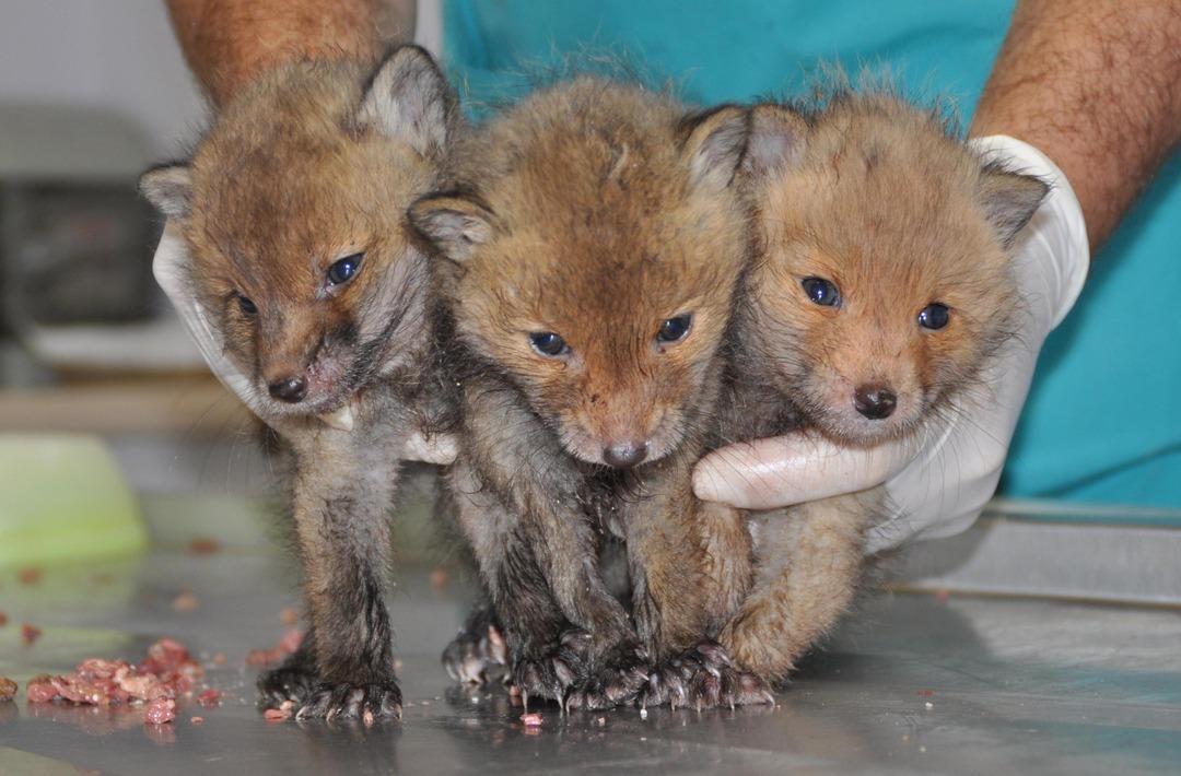 Annelerinin terk ettiği yavru tilkiler koruma altına alındı