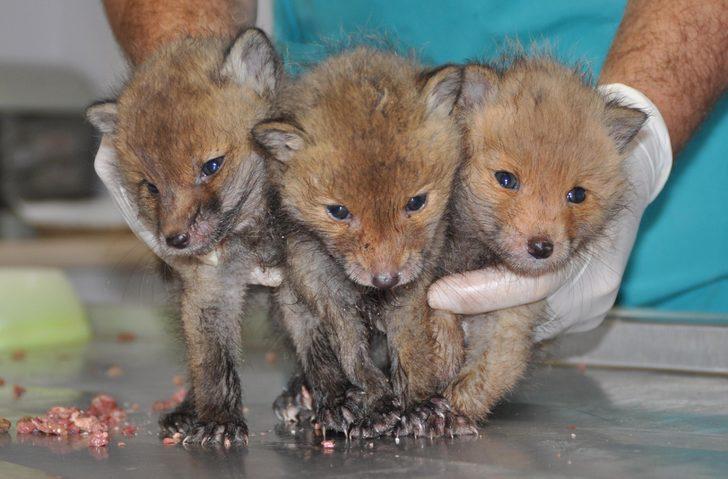 Annelerinin terk ettiği yavru tilkiler koruma altına alındı G4