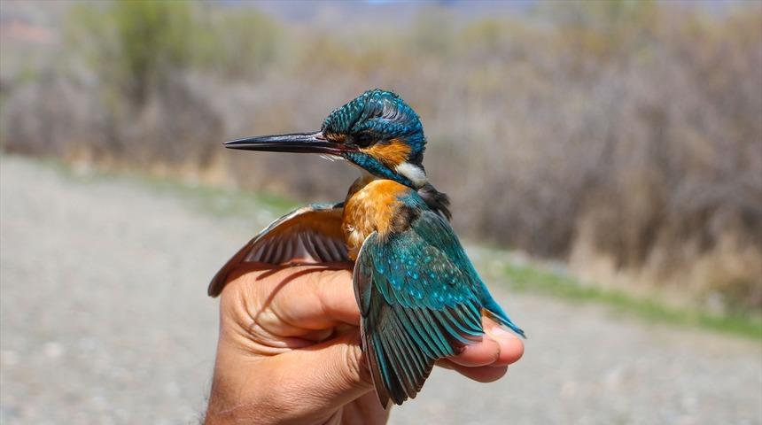 Aras Kuş Cenneti'nde 11 yılda 105 bin kuş halkalandı 