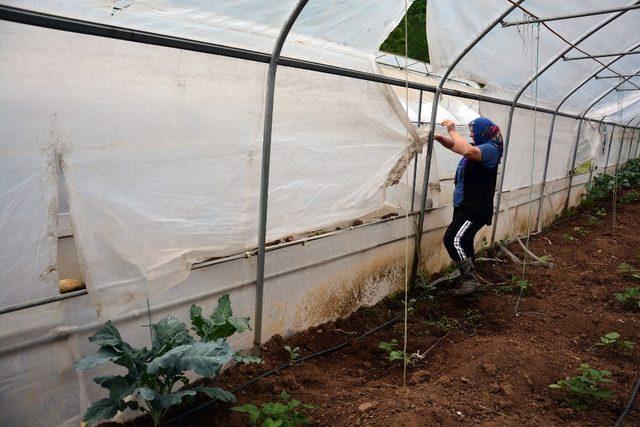 Şiddetli rüzgar seralara zarar verdi