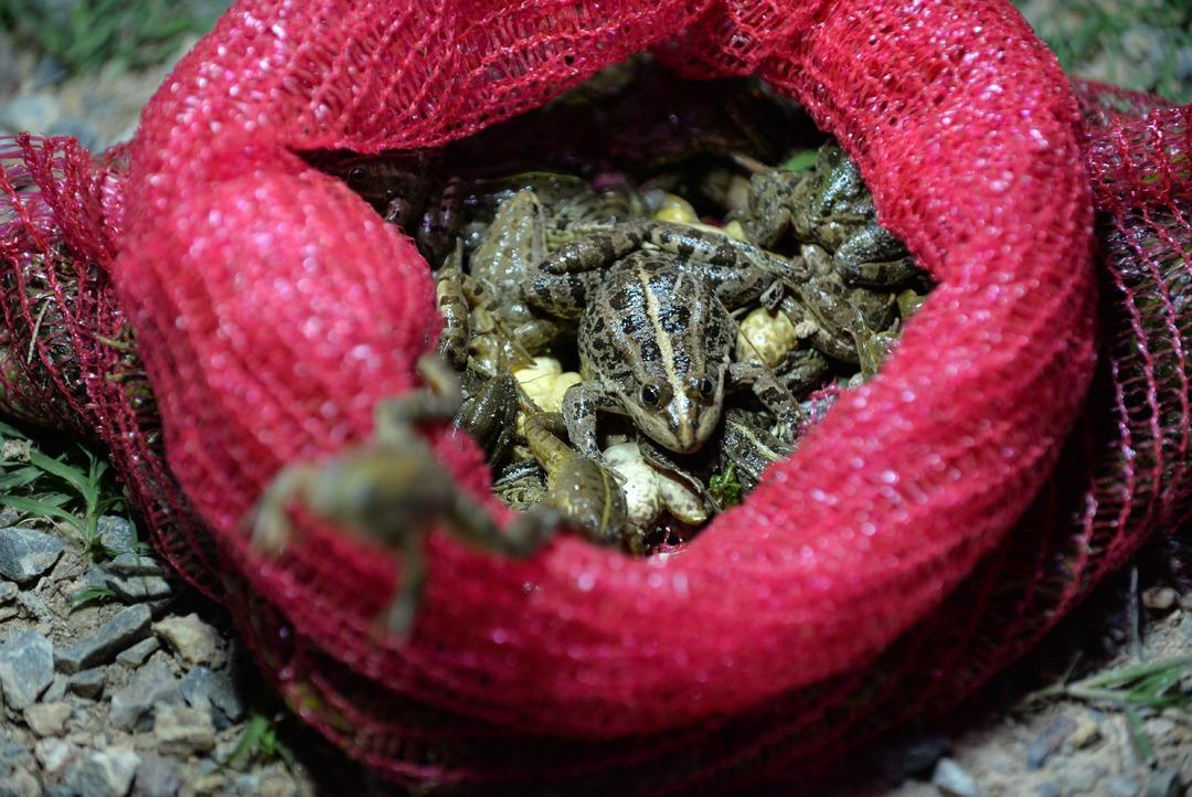 Gaz lambalarıyla gecenin karanlığında kurbağa avlıyorlar! Kilosu 45 TL