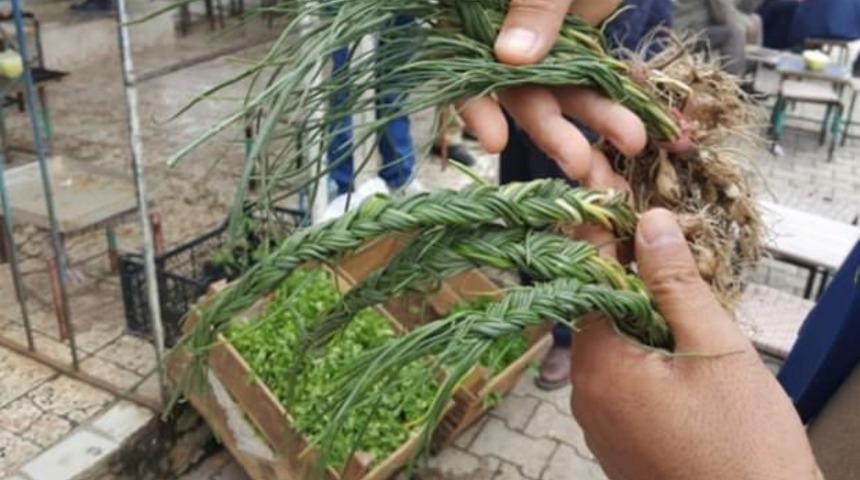  Zuzubak otu, kilosu 600 liradan alıcı buluyor