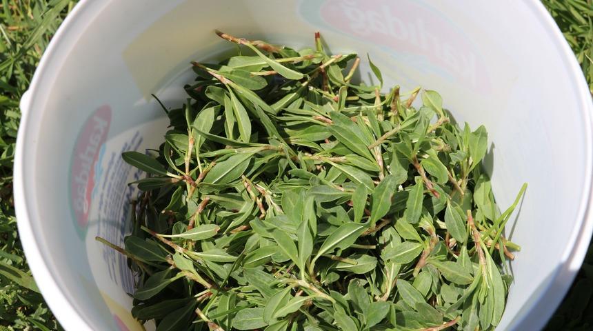 Toplaması sabır istiyor! Kansere karşı koruma sağlıyor