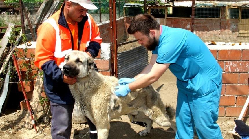 Sarıg&ouml;l&rsquo;de sokak hayvanlarına aşılama