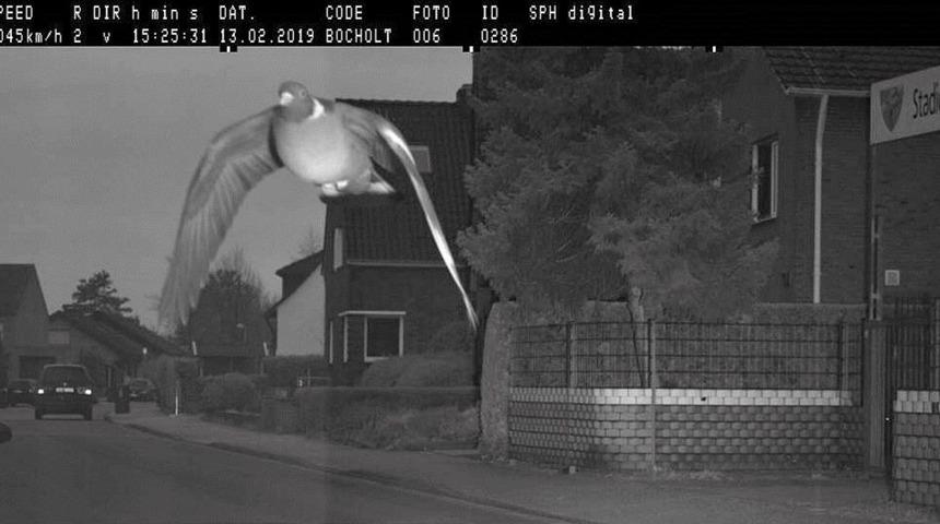 Hız sınırını aşan g&uuml;vercine ceza mı kesildi?