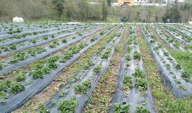 30 bin çilek fidesi toprakla buluştu