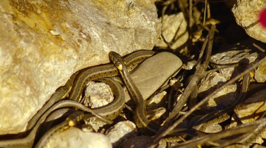 Burası Brezilya&rsquo;nın &lsquo;Yılan Adası&rsquo; değil Y&uuml;ksekova 