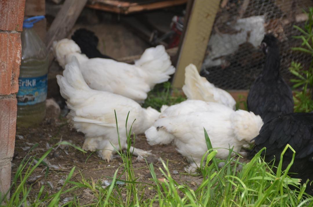 Tavukların sultanı T&uuml;rkiye tescili alacak