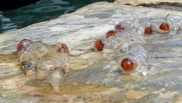 Datça'da şaşırtan şeffaf deniz canlısı