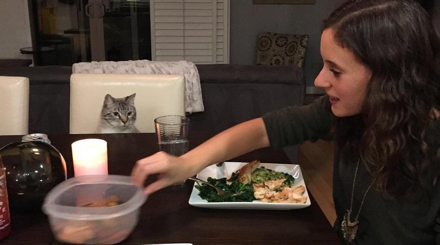 Yemek Masasında Sahibinin Lokmalarını Sayan Kedi Caspian: Sahipleri Artık Tedirgin!