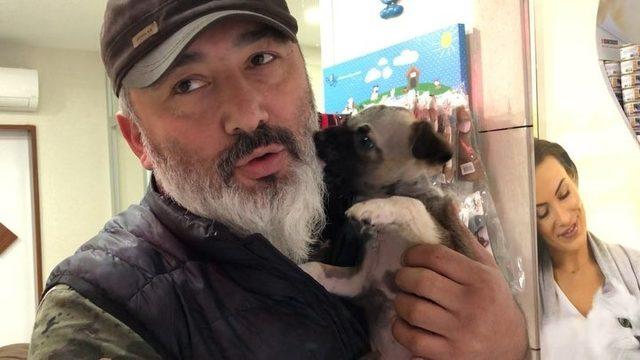 Beynine şant takılan köpek hayati tehlikeli atlattı