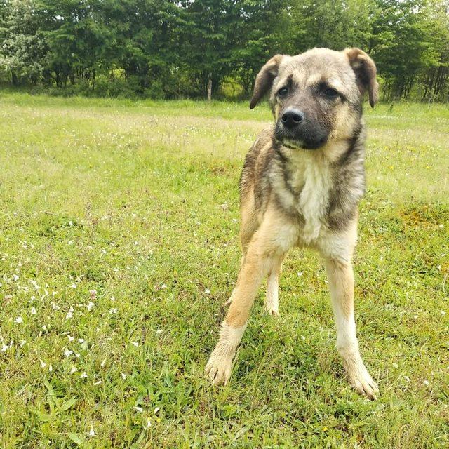 Beynine şant takılan köpek hayati tehlikeli atlattı