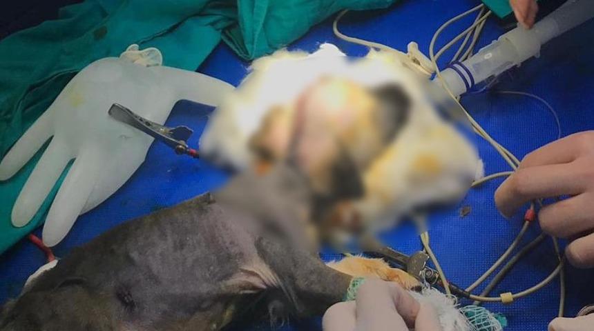 Beynine şant takılan k&ouml;pek hayati tehlikeli atlattı