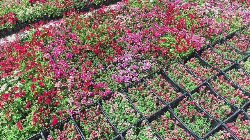 Şehzadeler 157 bin &ccedil;i&ccedil;ekle renkleniyor