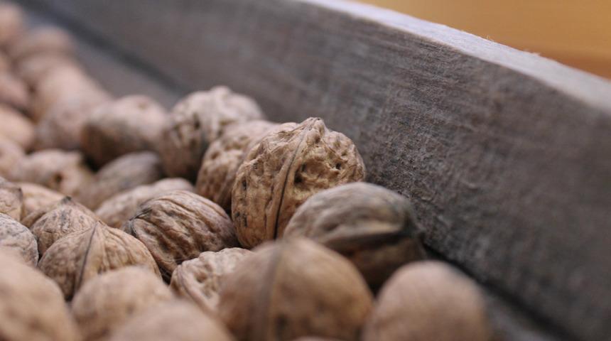 Hamilelikte yenen sert kabuklu yemişler &ccedil;ocukların zekasını artırabilir