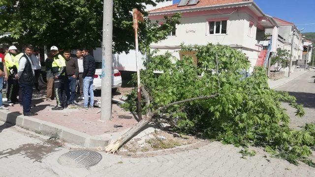 Köpeğe çarpmamak için ağaca çarptı