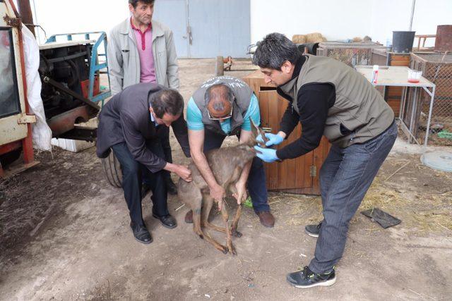 HES kanalından kurtarılan karacalar, tedavileri sonrası doğaya bırakıldı