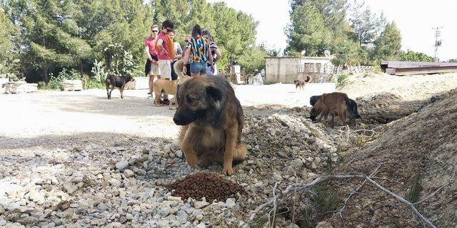 Adana’da Erasmus öğrencileri sokak hayvanlarını besledi, barınakları ziyaret etti