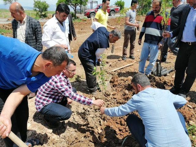 Kahta’da 800 Ağaç Toprakla Buluşturuldu