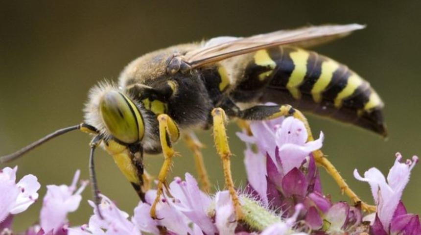 Eşek arılarının bu yeteneği &ccedil;ok şaşırttı!