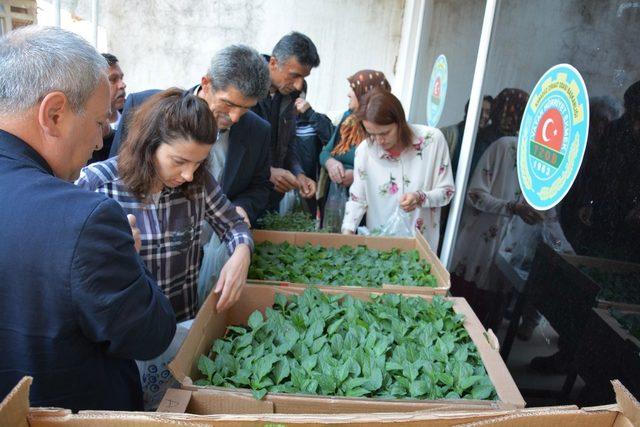 Kabadüz’de çiftçilere 4 bin sebze fidesi