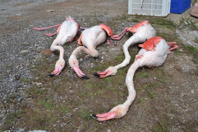 Avcıların vurduğu flamingo, tahnitle ölümsüzleştirildi