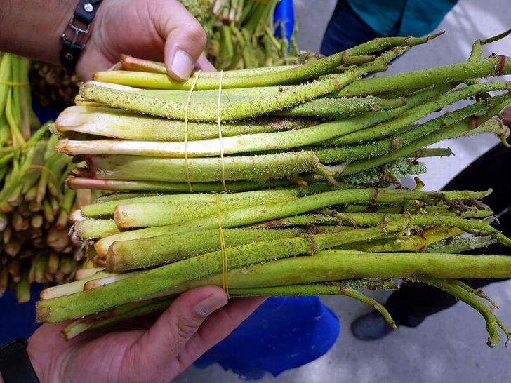 Işgın bitkisi köylülerin geçim kaynağı G3