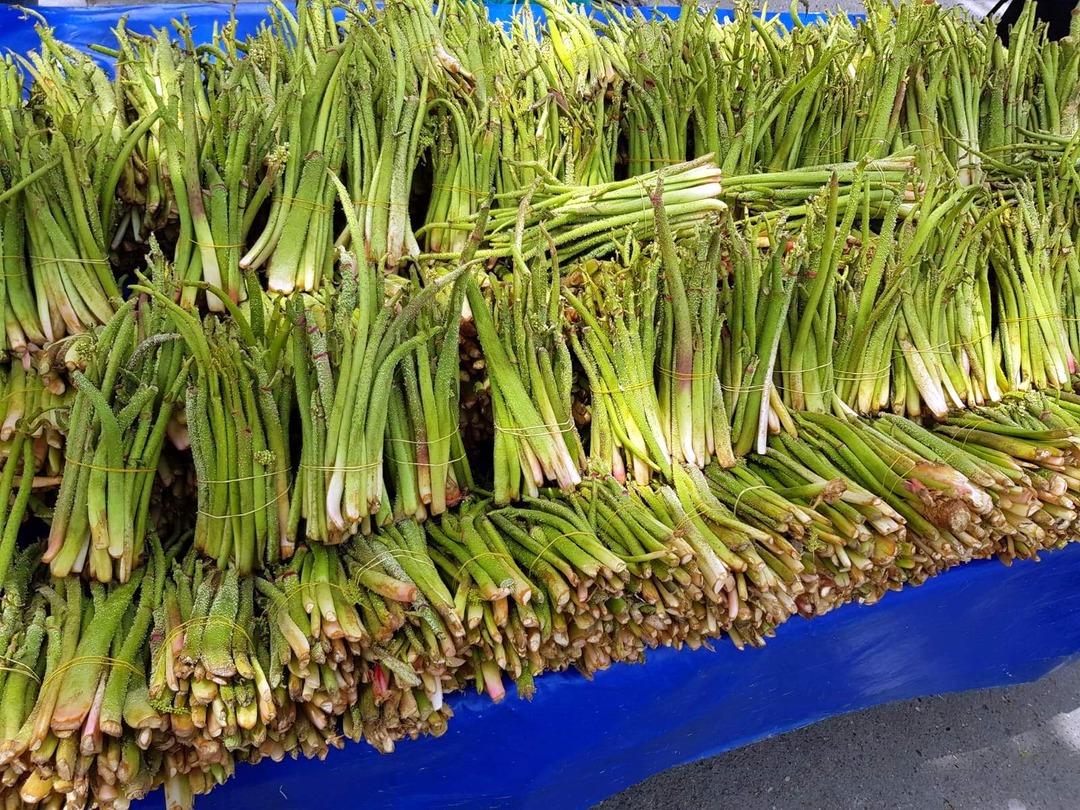 Işgın bitkisi k&ouml;yl&uuml;lerin ge&ccedil;im kaynağı