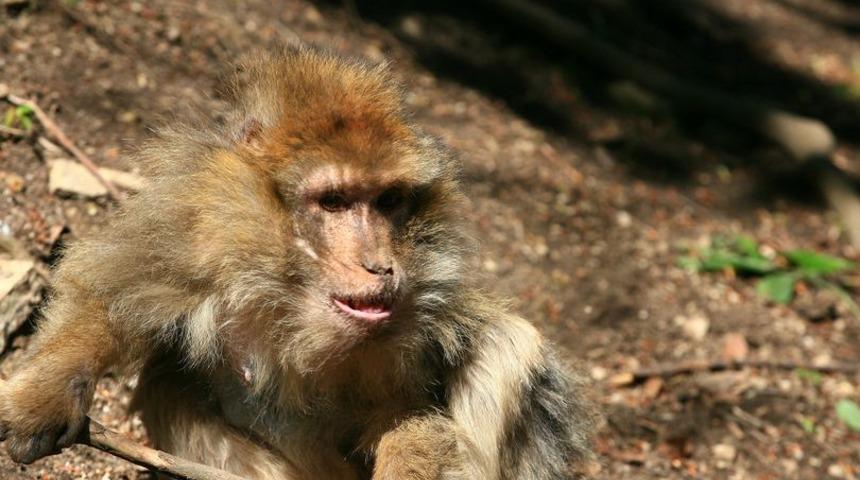 Makak dehşeti! Ereksiyon olamayan liderlerini öldürdüler