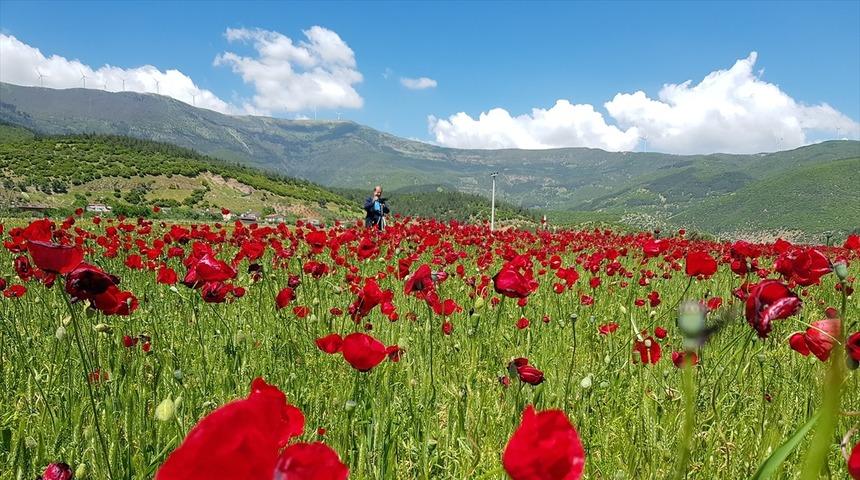 Gaziantep'te gelinciklerden görsel şölen 