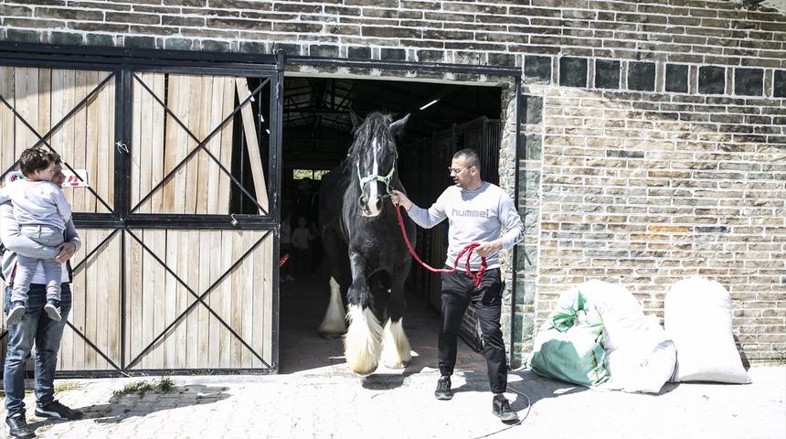Türkiye'de bir tane var! Bu at görenleri şaşırtıyor