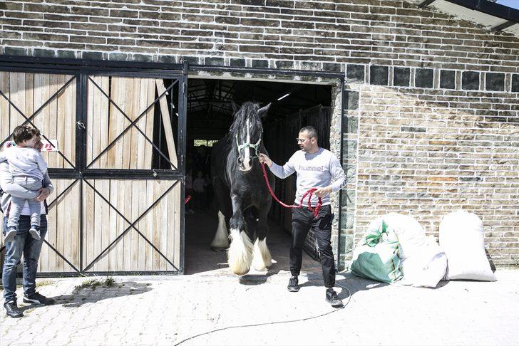 Bin 200 kilogramlık at görenleri şaşırtıyor G2