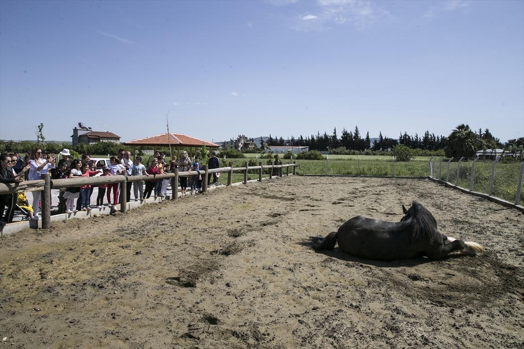 Bin 200 kilogramlık at g&ouml;renleri şaşırtıyor