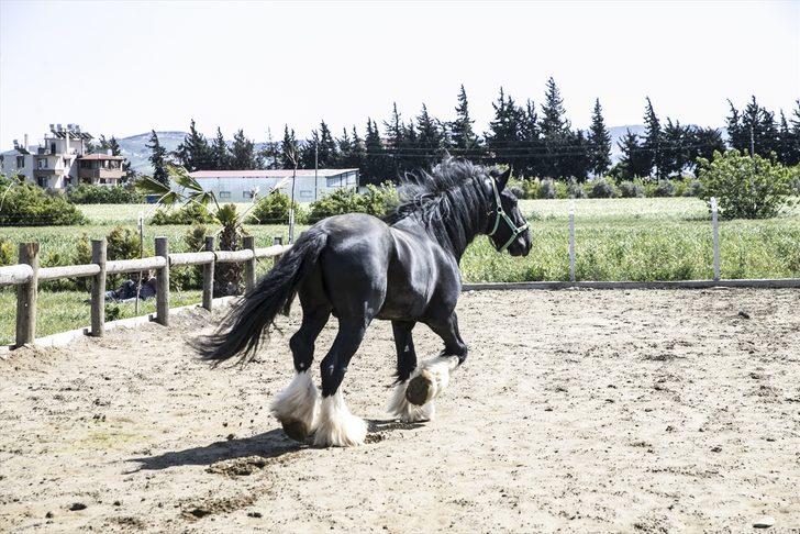 Bin 200 kilogramlık at görenleri şaşırtıyor G5