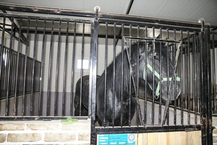 Bin 200 kilogramlık at görenleri şaşırtıyor G1