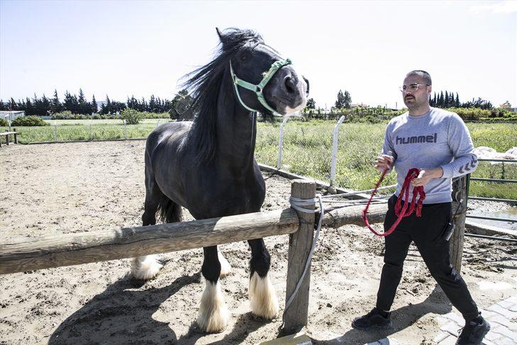 Bin 200 kilogramlık at görenleri şaşırtıyor G4