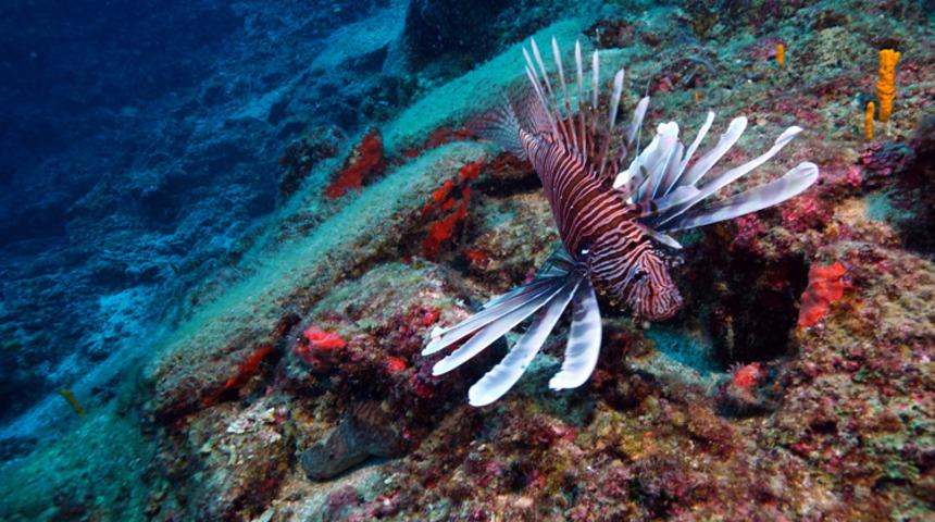 Türkiye'de bulunan dünyanın en eski gemi batığı UNESCO'da tanıtıldı