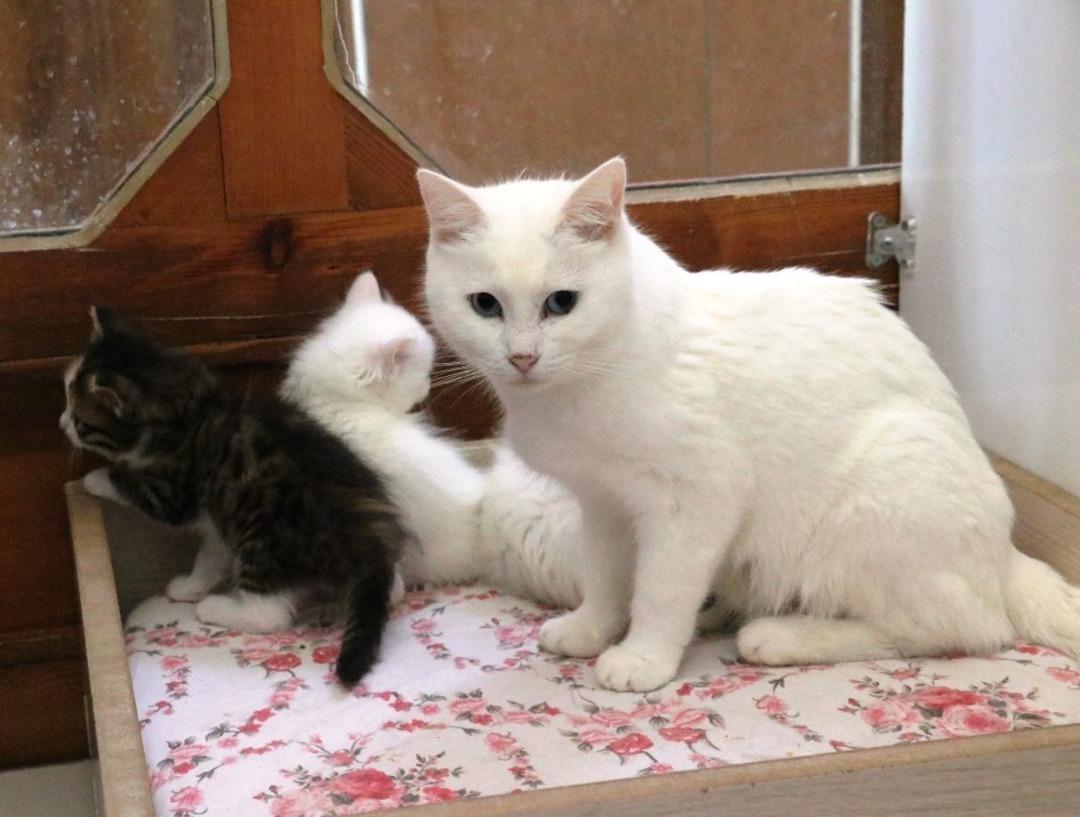 Van kedilerinde yok olma tehlikesi devam ediyor